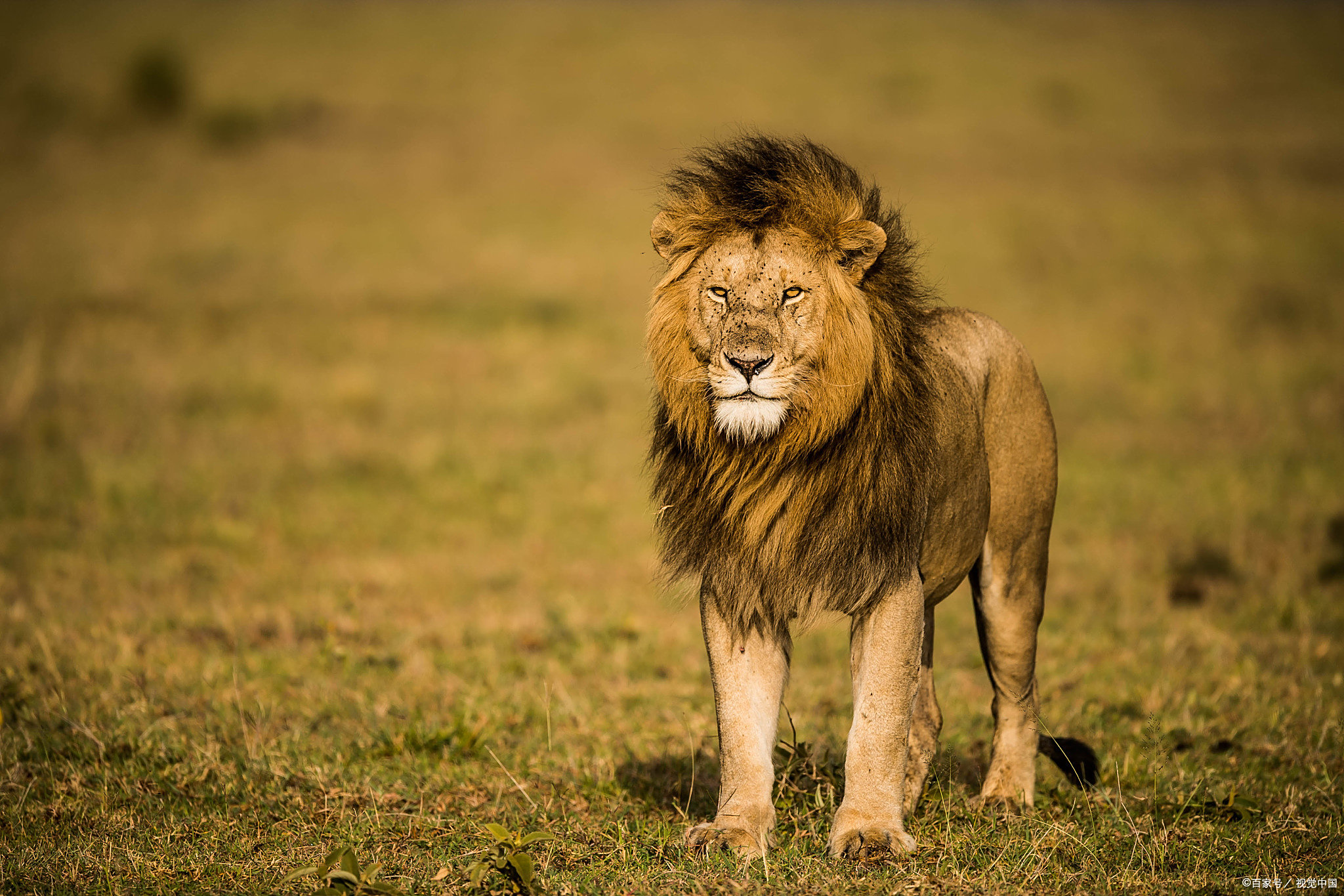 法国杯今夜再迎强敌；门兴格拉德巴赫止住颓势；主帅态度——态度坚定；训练强度明显提升的简单介绍